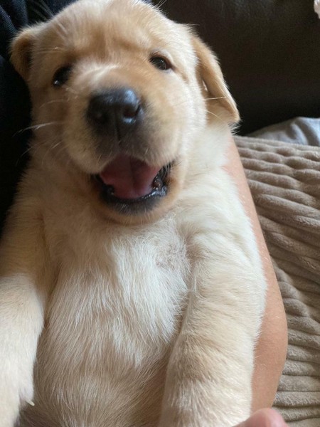 second hand dog kennels